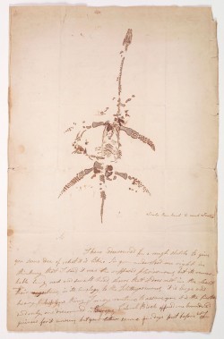 11 plesiosaur 11 plesiosaur