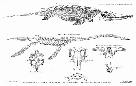 13 ichthyosaur and plesiosaur V2 13 ichthyosaur and plesiosaur V2
