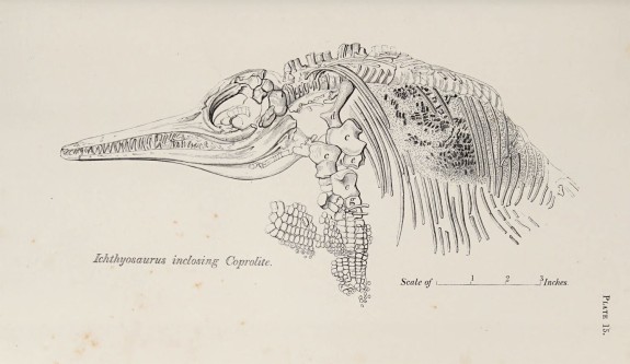 8 ichthyosaurus anningae 8 ichthyosaurus anningae