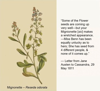 Mignionette watercolor with Jane Austen quote