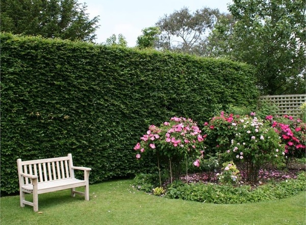 Rose plantings at Jane Austen's House