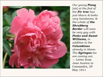 Jane Austen 1811 letter quote describing blooming flowers