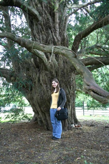 Yew Tree in front of St. Nicholas Church, Steventon